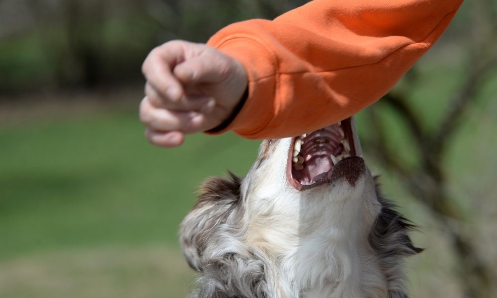 What You Need To Know About Dog Bite Injuries