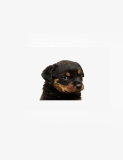 Dog bite injury lawyers in Corpus Christi, TX