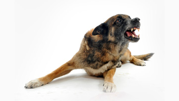 Dog Bite And Animal Attacks